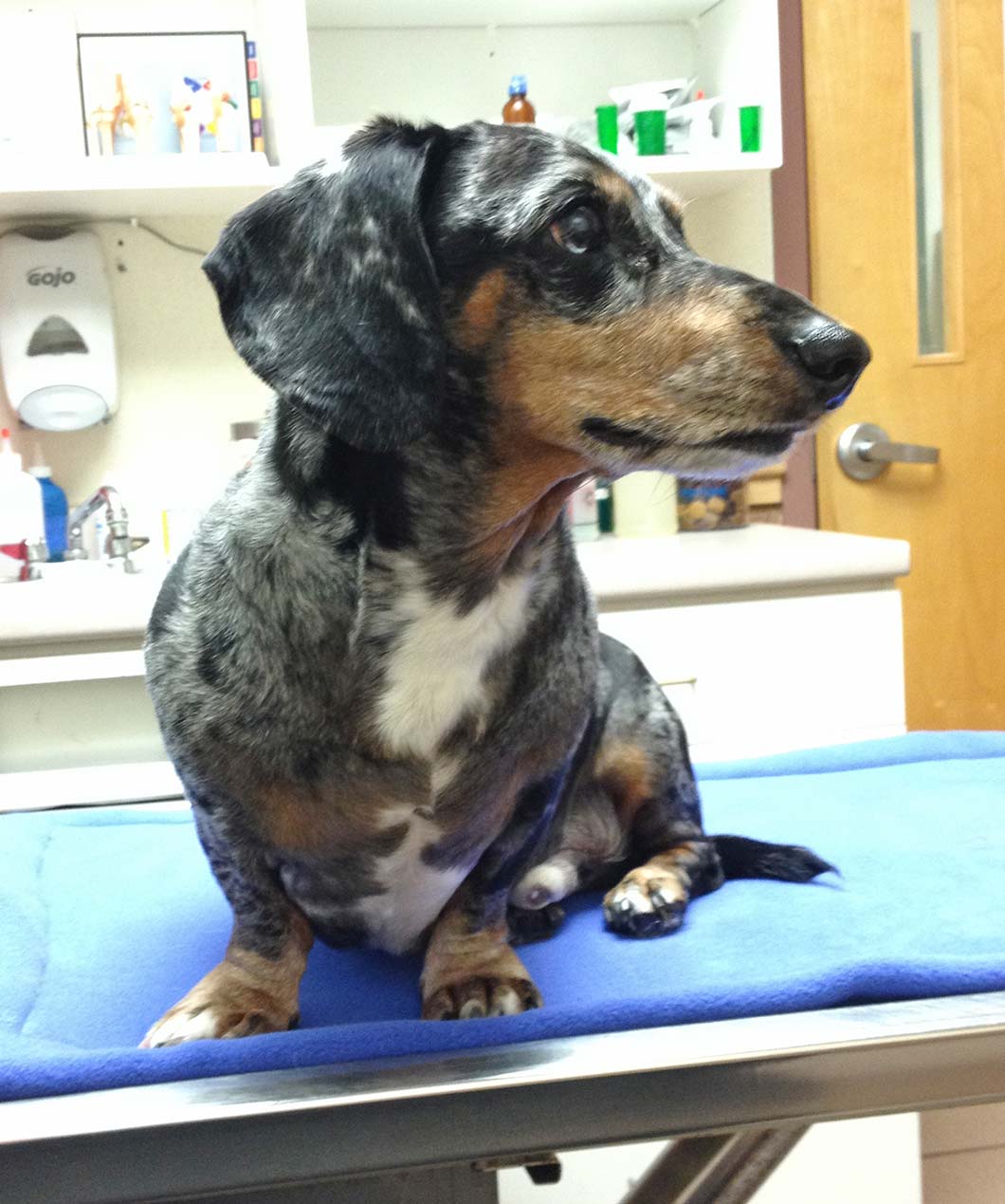 Dachshund on a Veterinary Mat